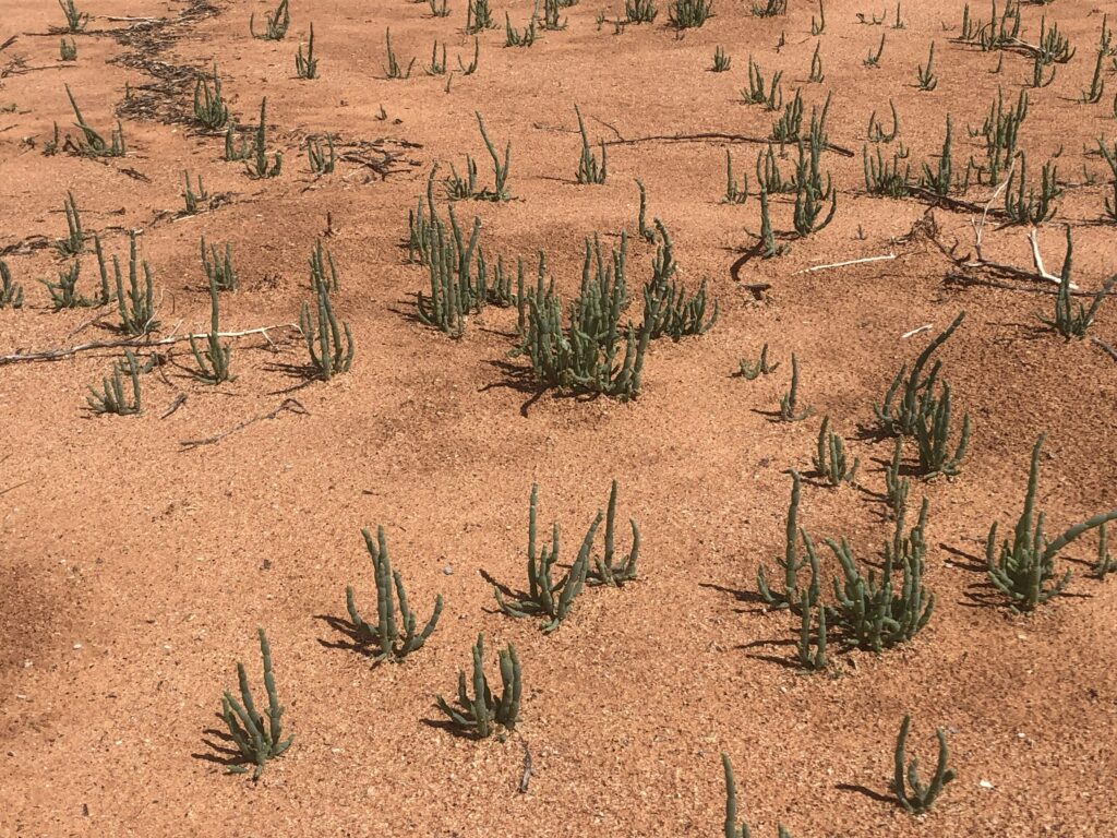 Salt lake vegetation at Newhaven Wildlife Sanctuary NT