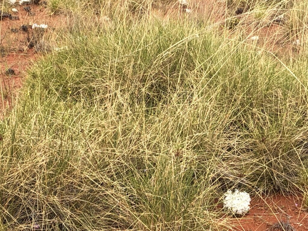 Spinifex at Newhaven Wildlife Sanctuary NT