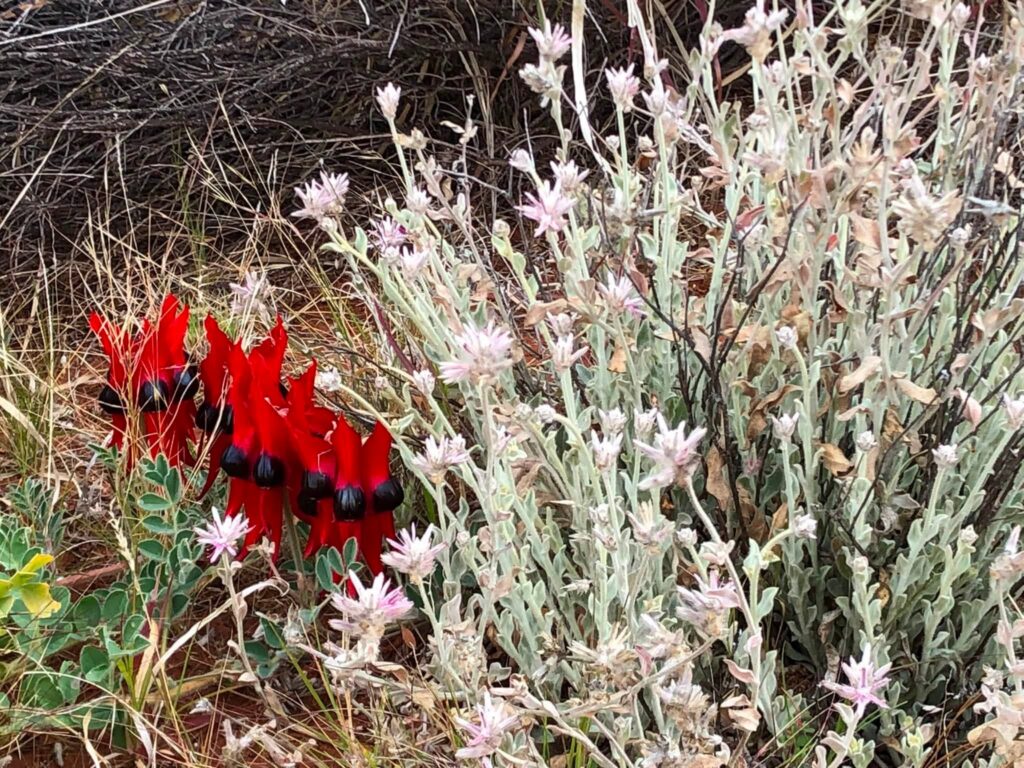 Sturt Desert Pea beside the Stuart Highway SA, Angela Tiede photo August 2026