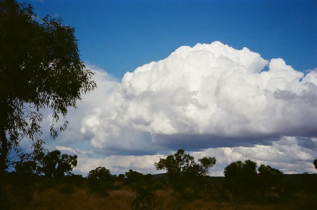 Salt lake vegetation at Newhaven Wildlife Sanctuary NT
