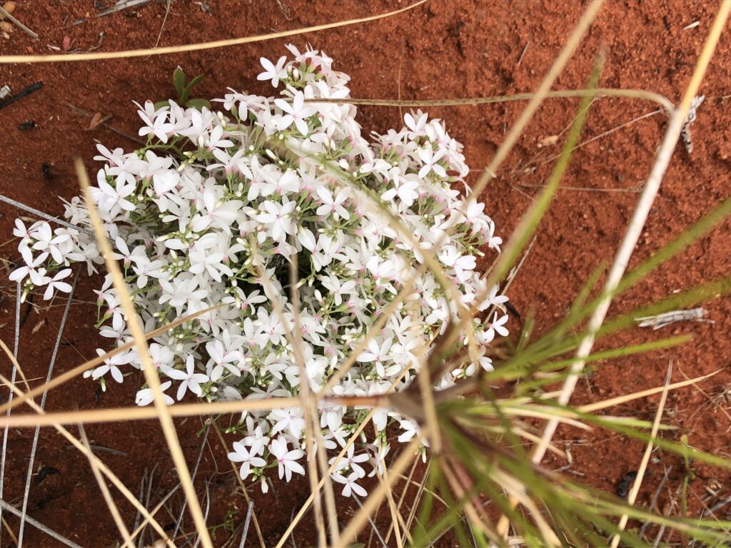 White flowers at Newhaven Wildlife Sanctuary NT