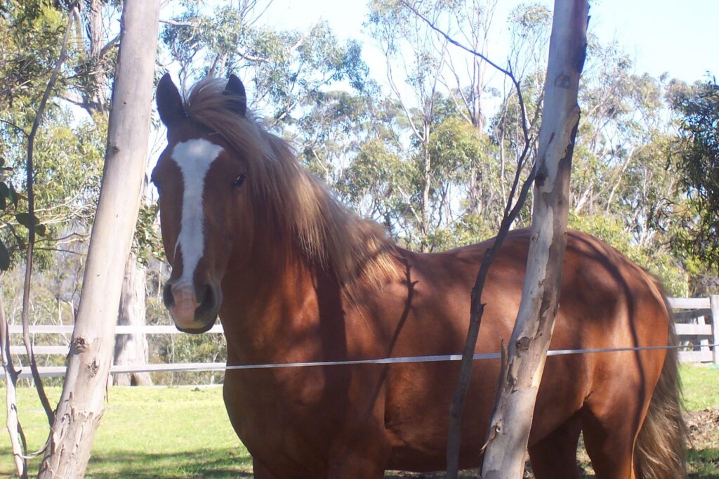 Waler stallion Finnigan
