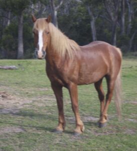 Waler stallion Finnigan