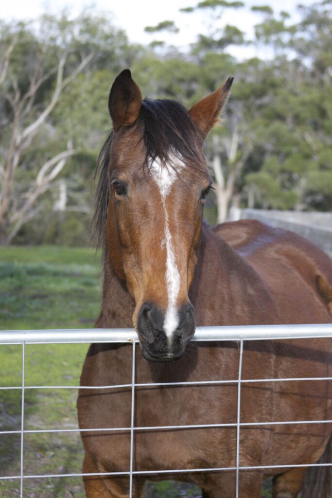 Waler mare Piper