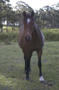 Waler mare Piper