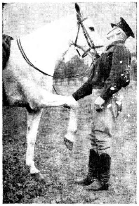'Sergeant Alf Menz shakes hands with his mare Frances after tent-pegging training. Frances was the mount of the "Red Shadow" in a performance of "The Desert Song" at the Theatre Royal.'
The Mail, 9th July 1949.