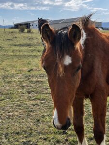 TRD colt Shadow